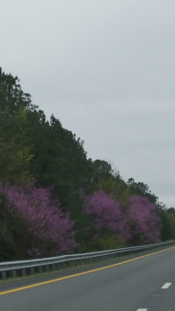 Nature is Marvelous Digital Download